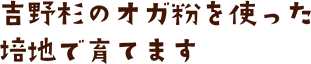 吉野杉のオガ粉を使った培地で育てます